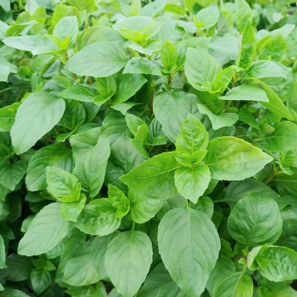 Basilicum 'Krimbasil' ( klassieke basilicum)