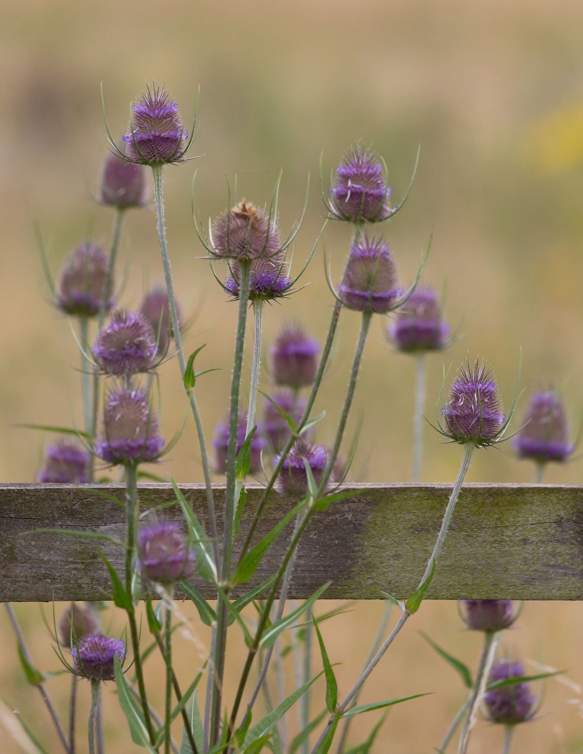 Dipsacus fullodum (grote kaardebol)
