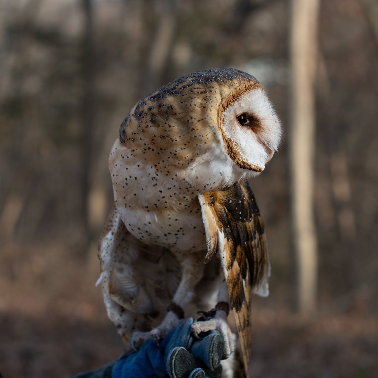 Sponsor Bano the American Barn Owl TEST - DO NOT PURCHASE