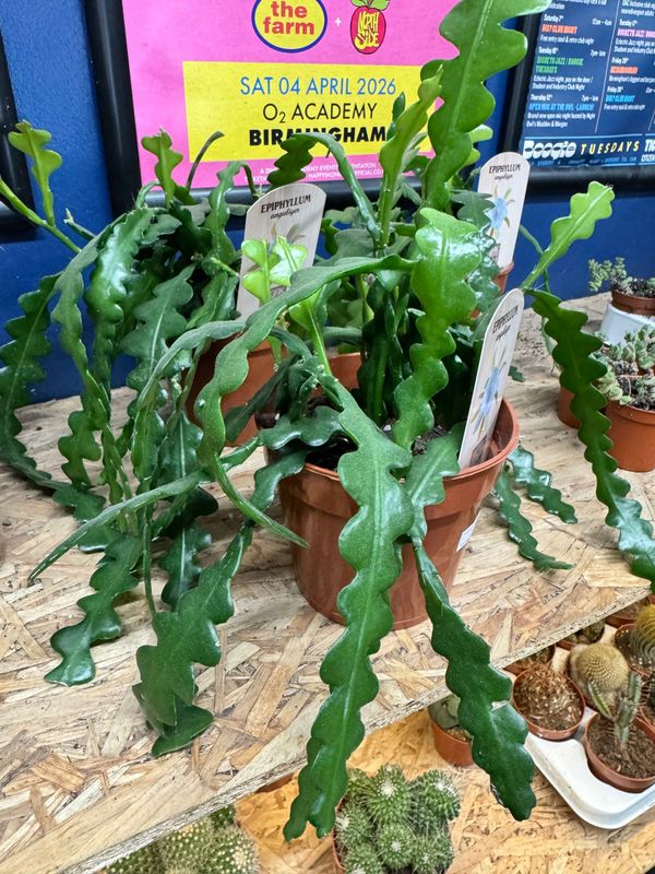 Epiphyllum Anguliger