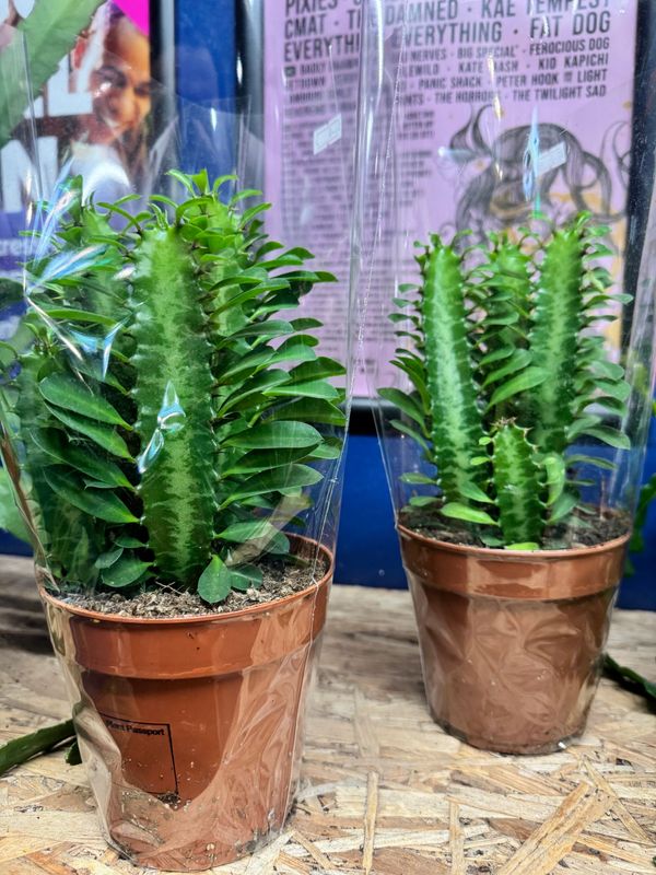 Euphorbia Trigona aka African Milk Tree