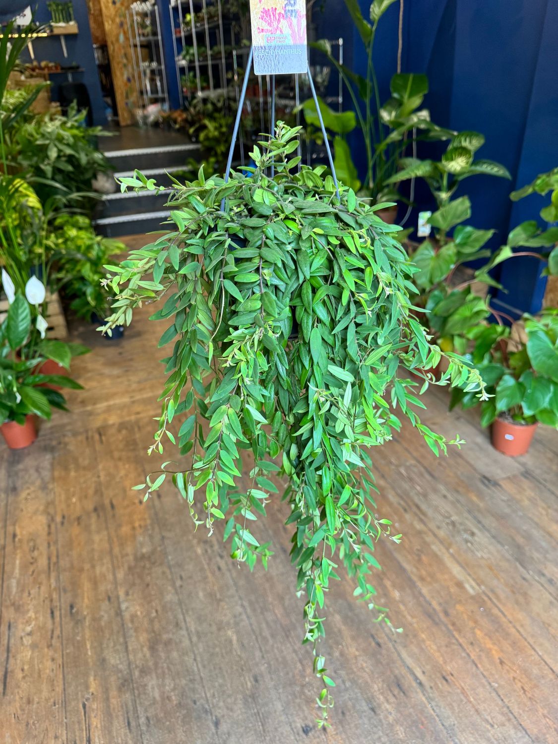 Aeschynanthus Japhrolepis