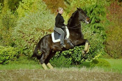 Hufspur Reitsport Pferdeausrüstung