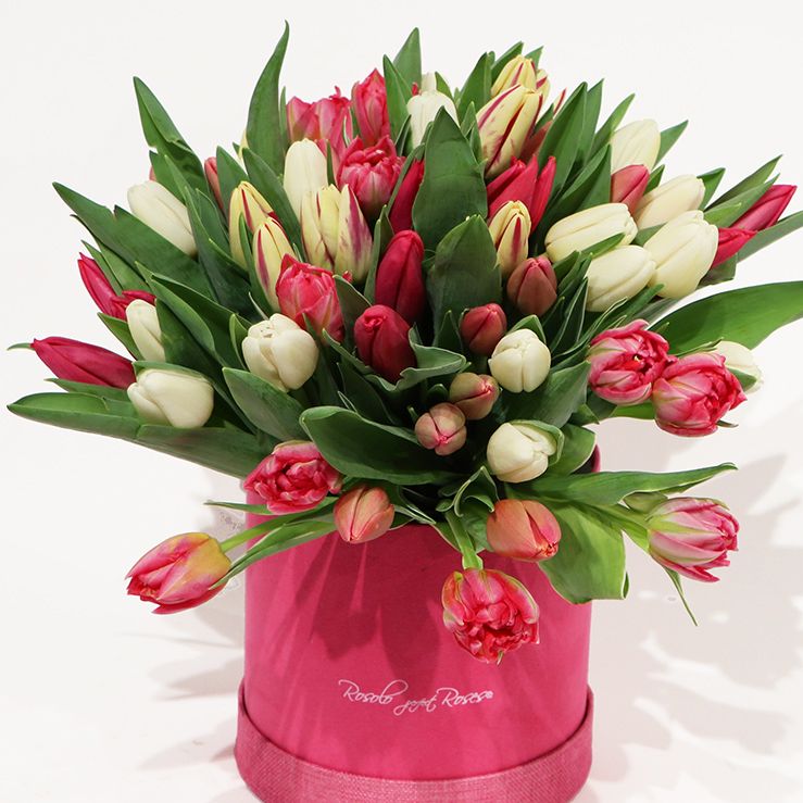 Printemps:  55 Tulipes en boite ou en bouquet