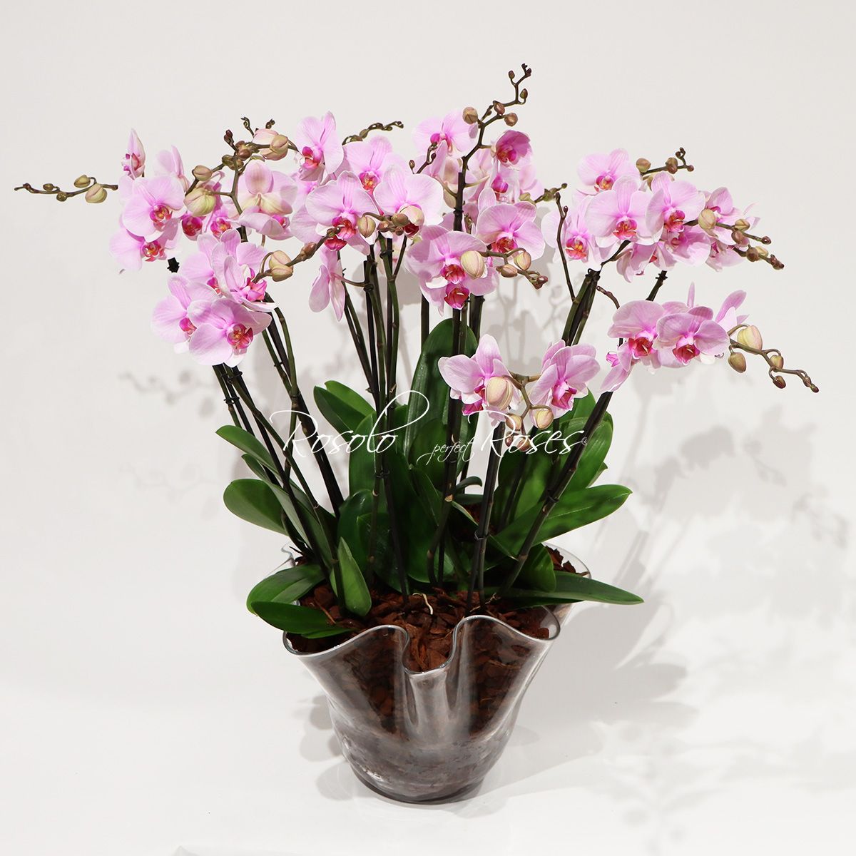 Somptueuse coupe d'orchidées, rose claire - 18 tiges -