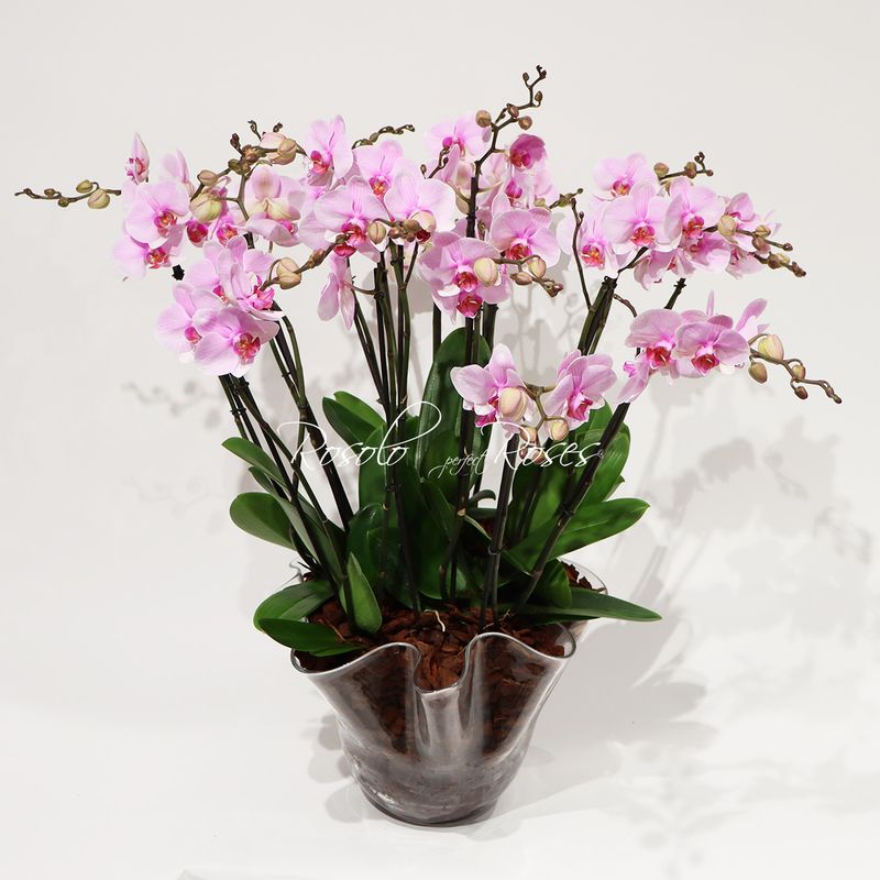 Somptueuse coupe d'orchidées, rose claire - 18 tiges -