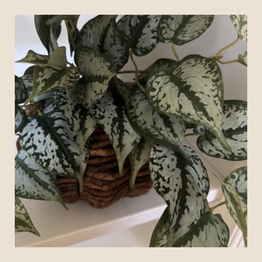 Kunstplant - Scindapsus hanger