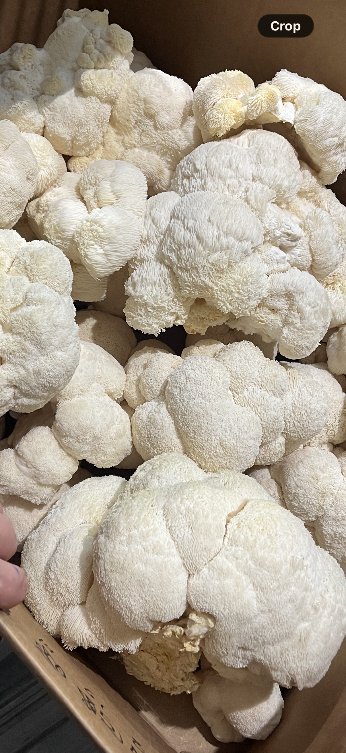 Lions Mane - Celium and Cheese