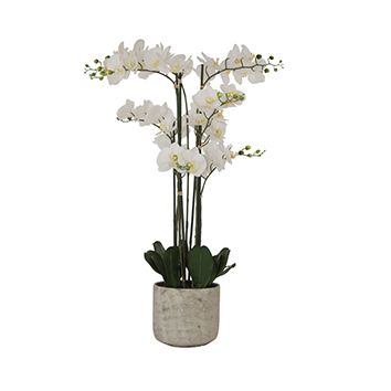 White Orchid 105cm