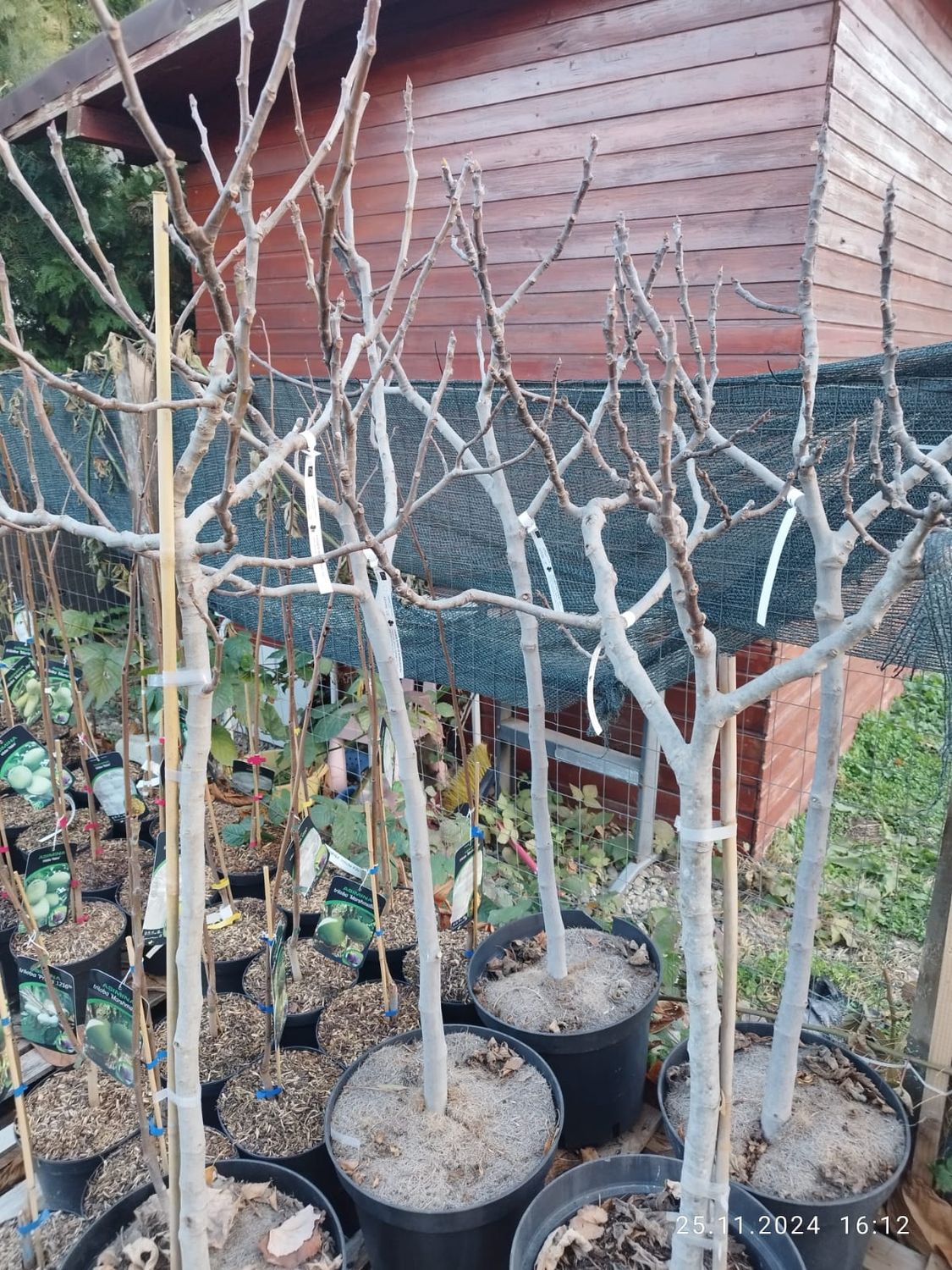 Acest set include 10 smochini certificati BIO, crescuti in ghivece de 20L, pe rod si cu coroana formata!