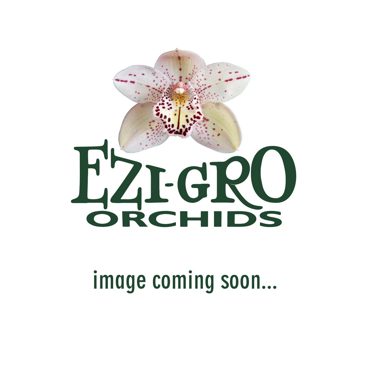 Cym Red Nelly 'Dazzler' x  Cym Regal Princess 'Mary'