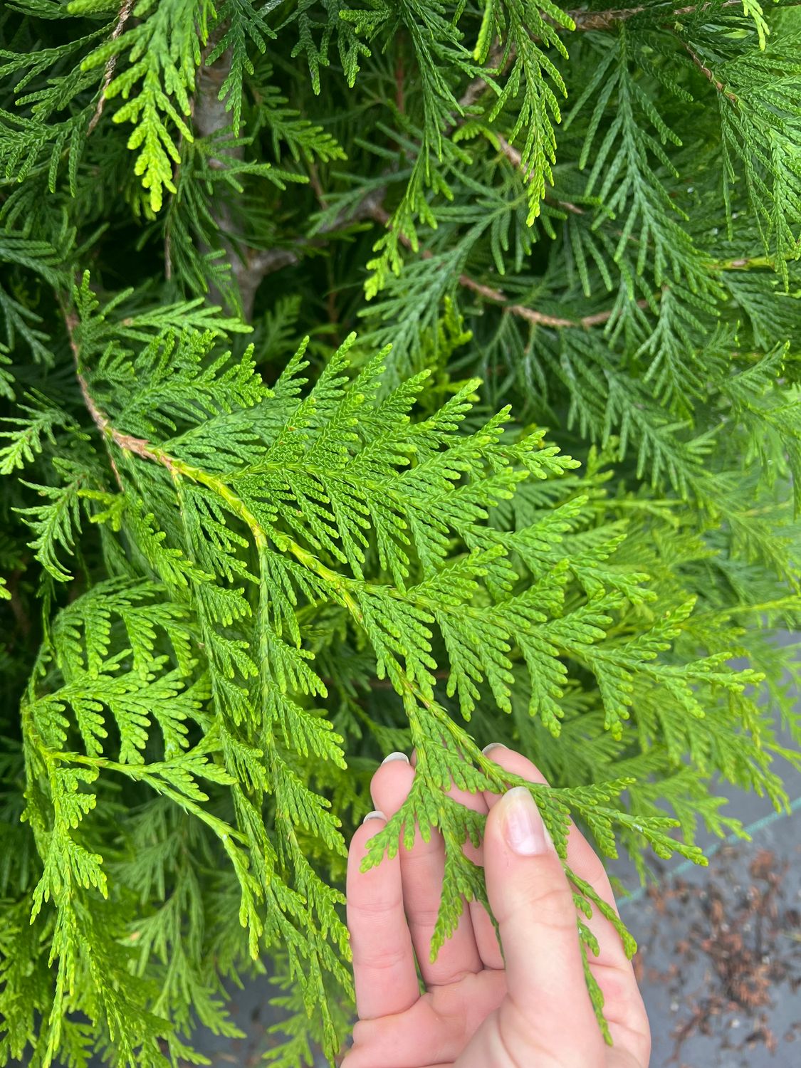 Green Giant Arborvitae (7 Gal)