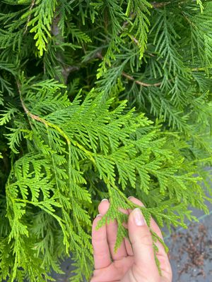 Green Giant Arborvitae 3-4'