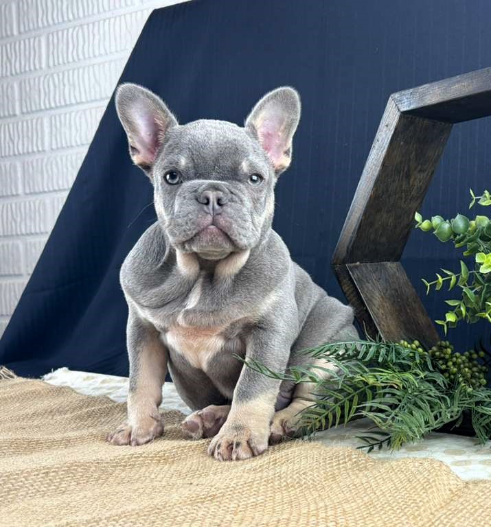 Bud