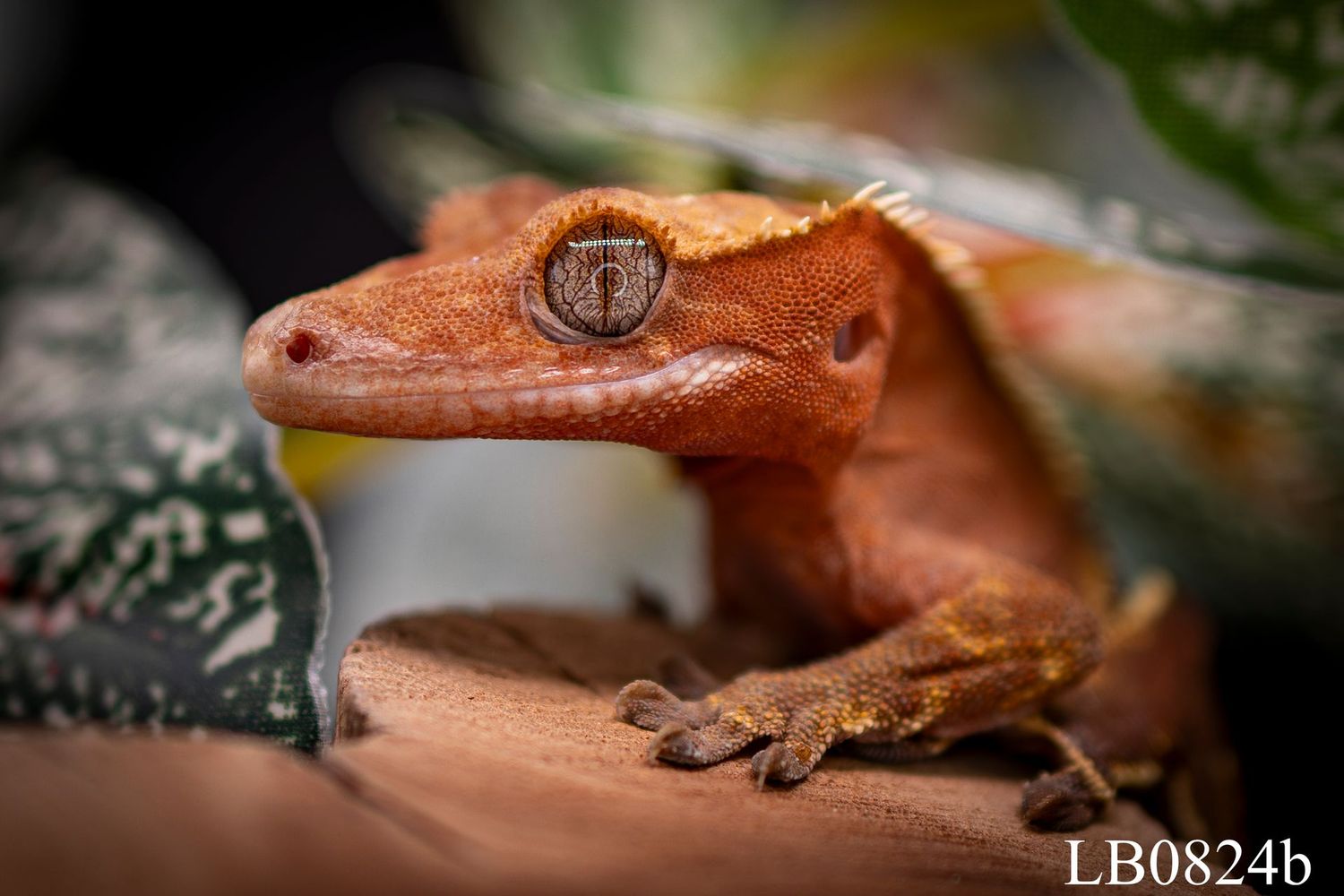 Red Harlequin Crested Gecko FEMALE