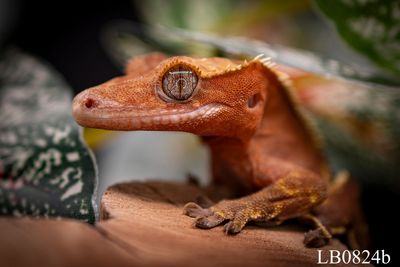 Red Harlequin Crested Gecko FEMALE Red Harlequin Crested Gecko FEMALE