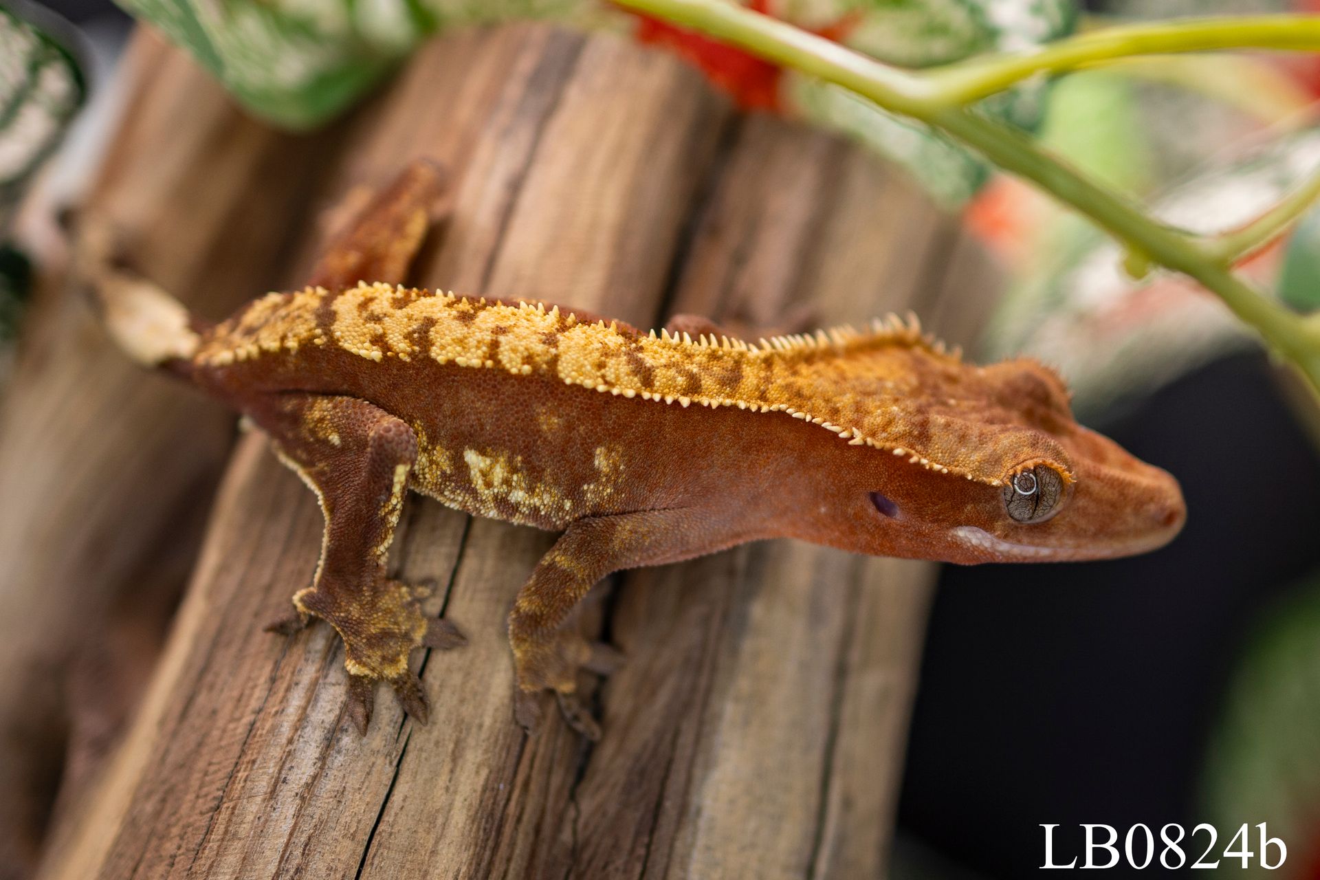 Red Harlequin Crested Gecko FEMALE
