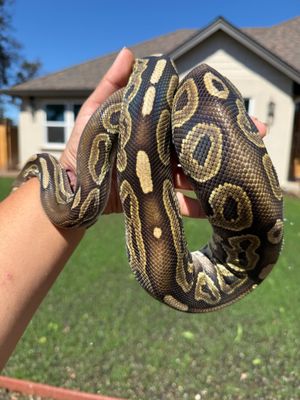 Cinnamon Special Ball Python FEMALE Cinnamon Special Ball Python FEMALE