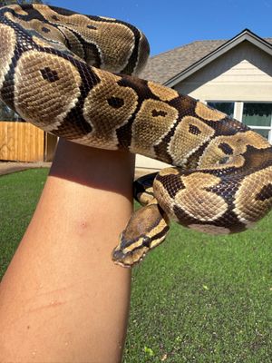 Normal Ball Python FEMALE #2 Normal Ball Python FEMALE #2