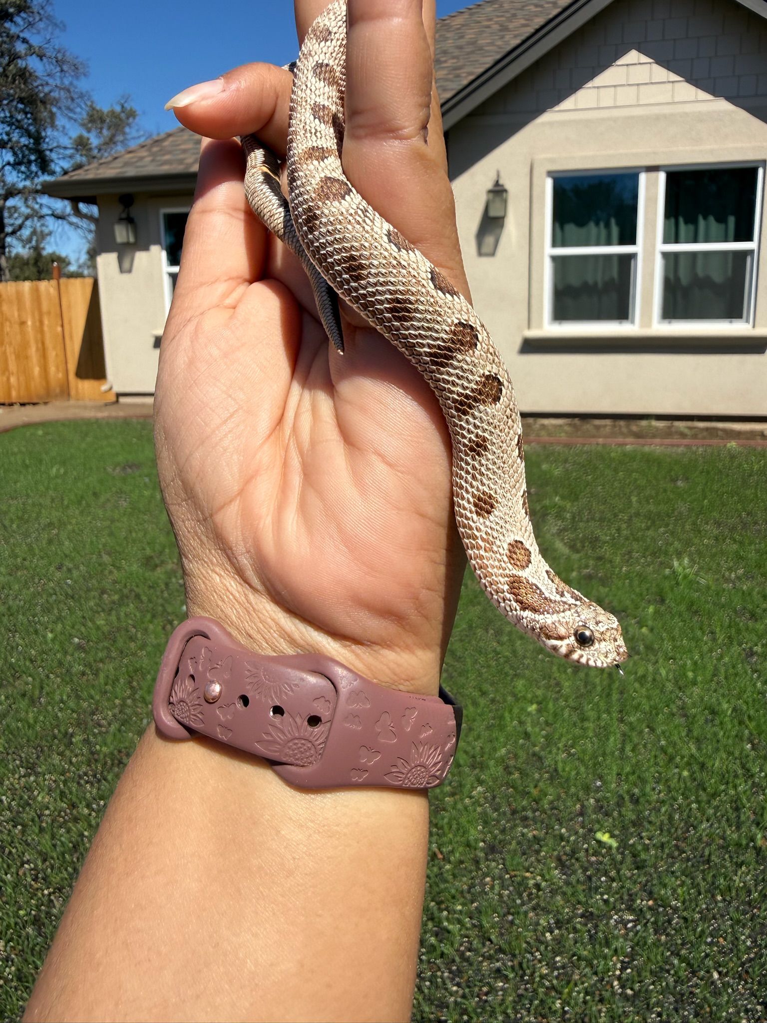 Arctic Conda 100% het Albino Western Hognose Snake MALE