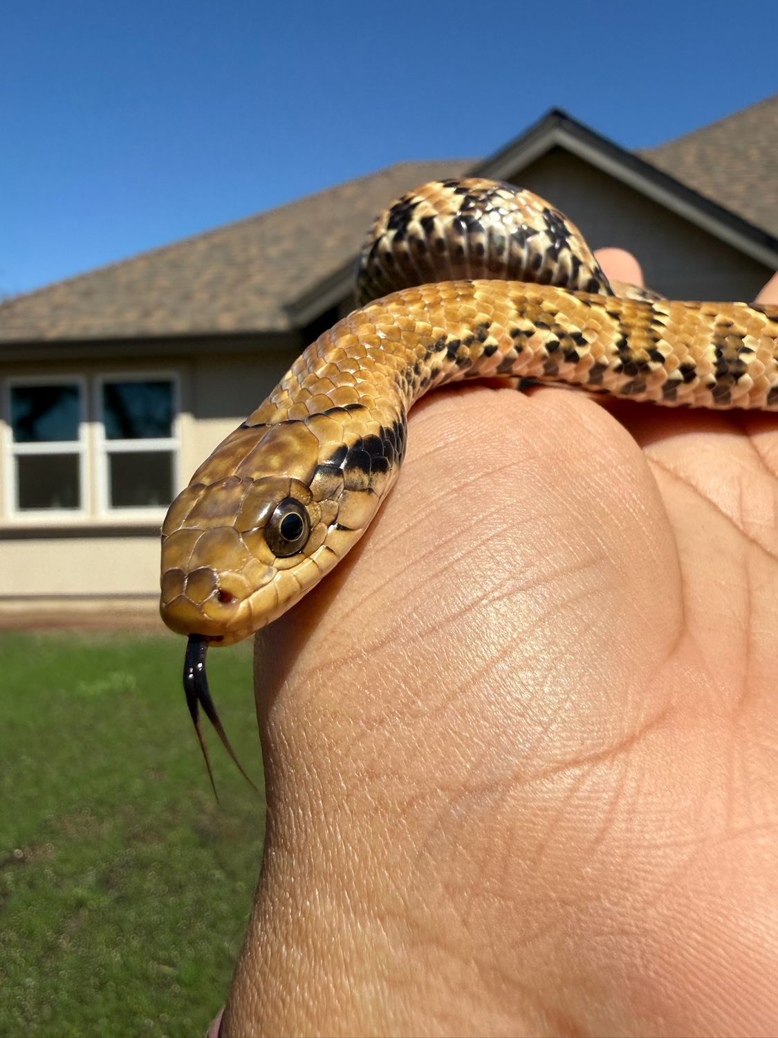 False Water Cobra FEMALE