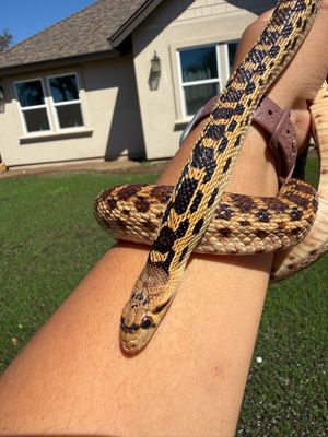 Pacidic Gopher Snake MALE Pacidic Gopher Snake MALE