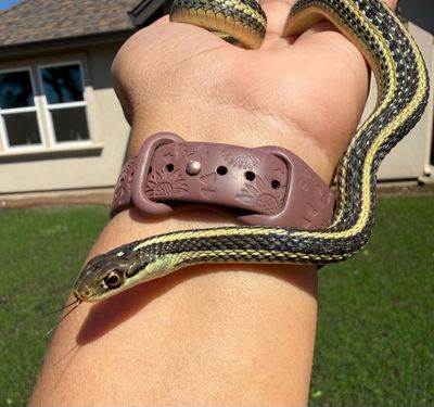 Ribbon Snake MALE Ribbon Snake MALE