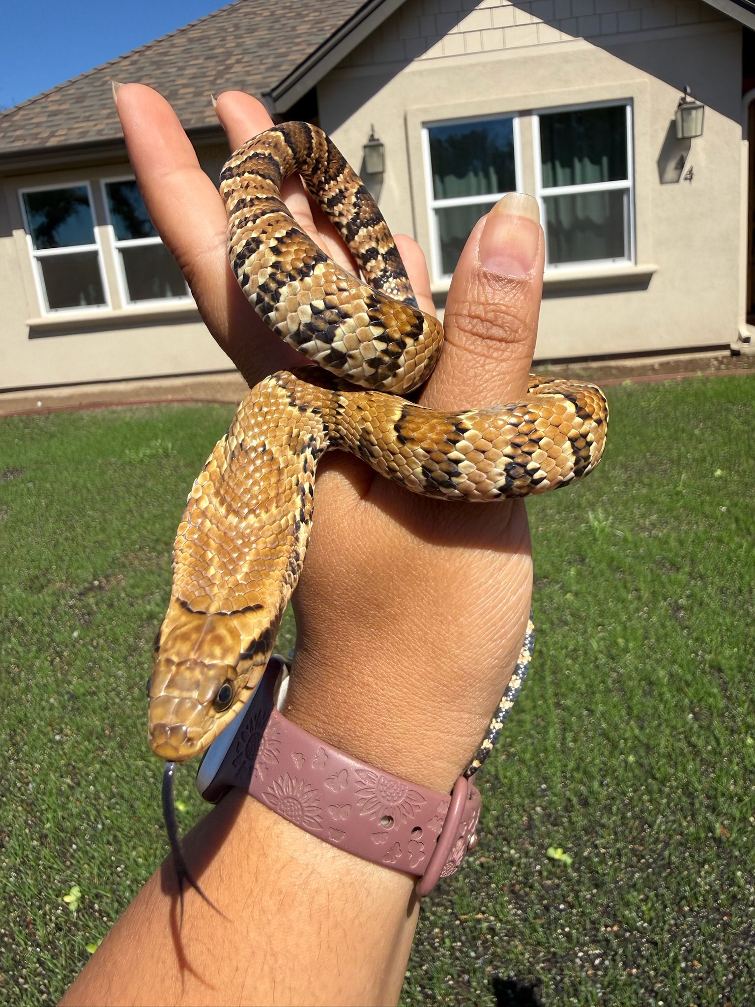 False Water Cobra FEMALE
