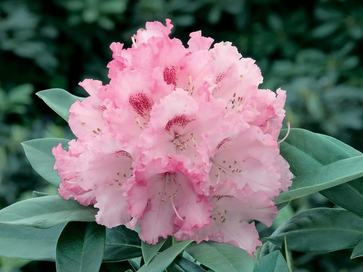 'Easydendron® Inkarho®' Arabella' Różanecznik Rhododendron, Rododendron