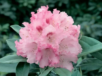 'Easydendron® Inkarho®' Arabella' Różanecznik Rhododendron, Rododendron
