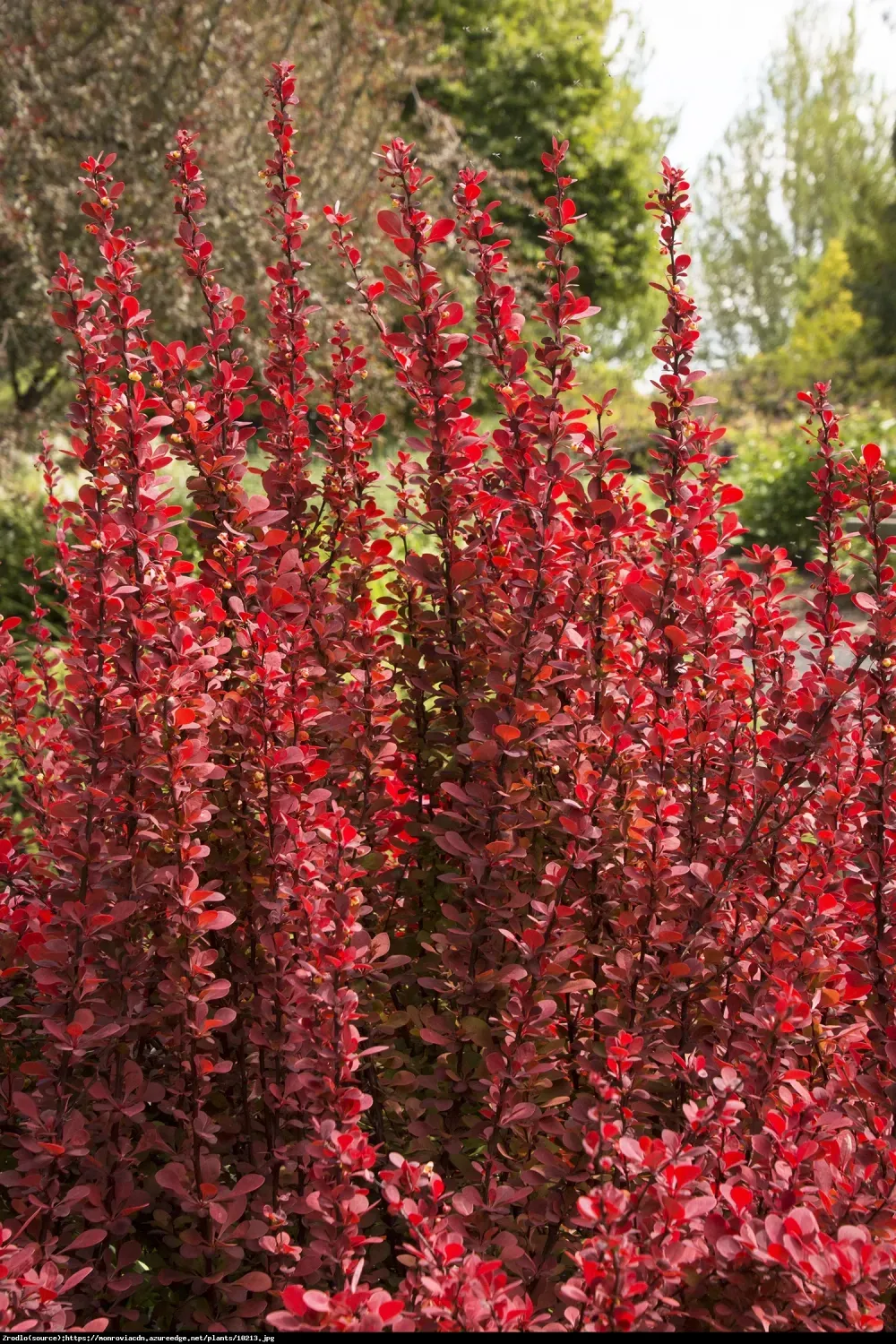 'Orange tower' Berberis Berberis