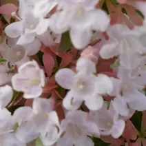 'Autumn Festival ® Minabaut01 PBR' Abelia chińska Abelia chinensis