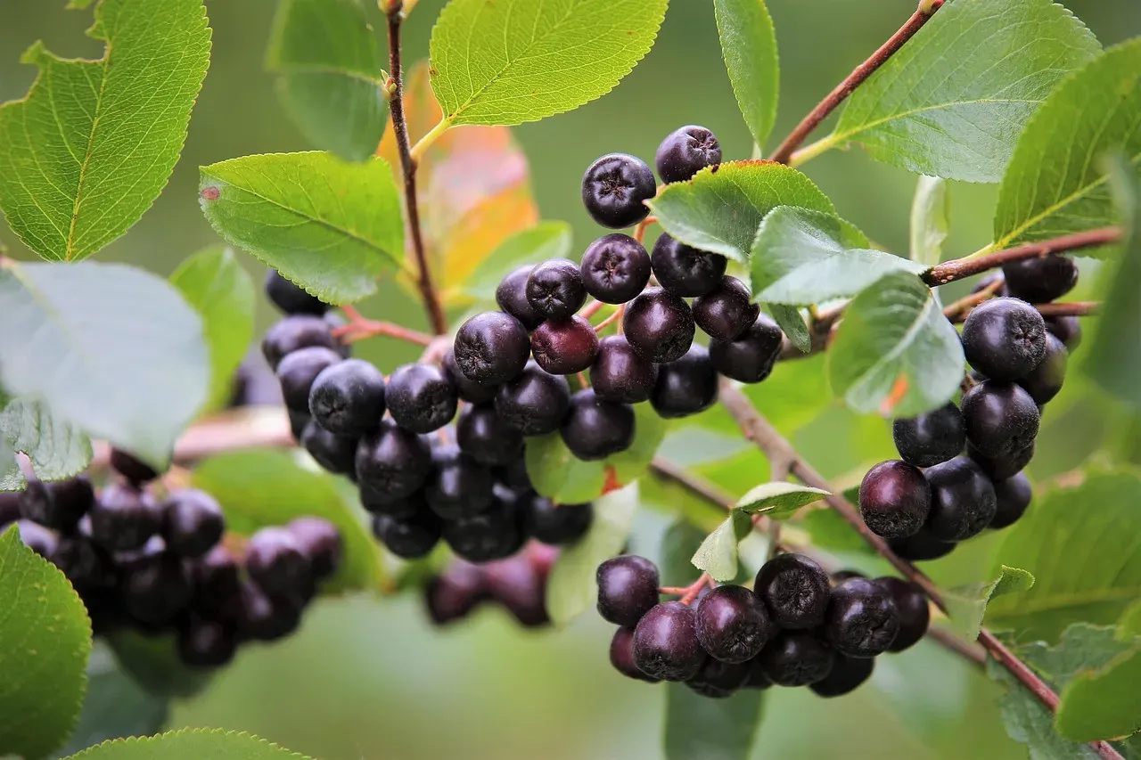 'Black chokeberry' Aronia czarna Aronia