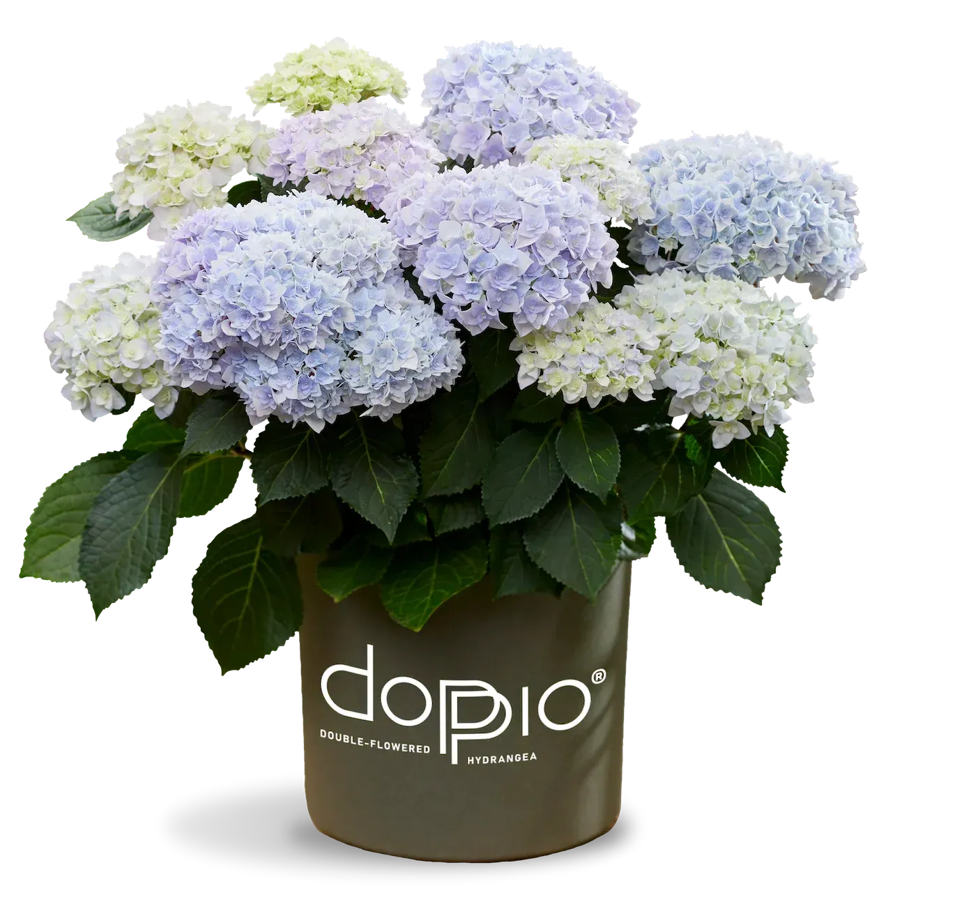'Doppio® Azzurro' Hortensja ogrodowa Hydrangea