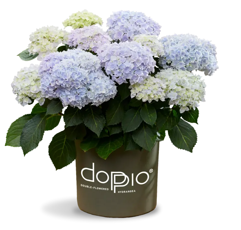 'Doppio® Azzurro' Hortensja ogrodowa Hydrangea