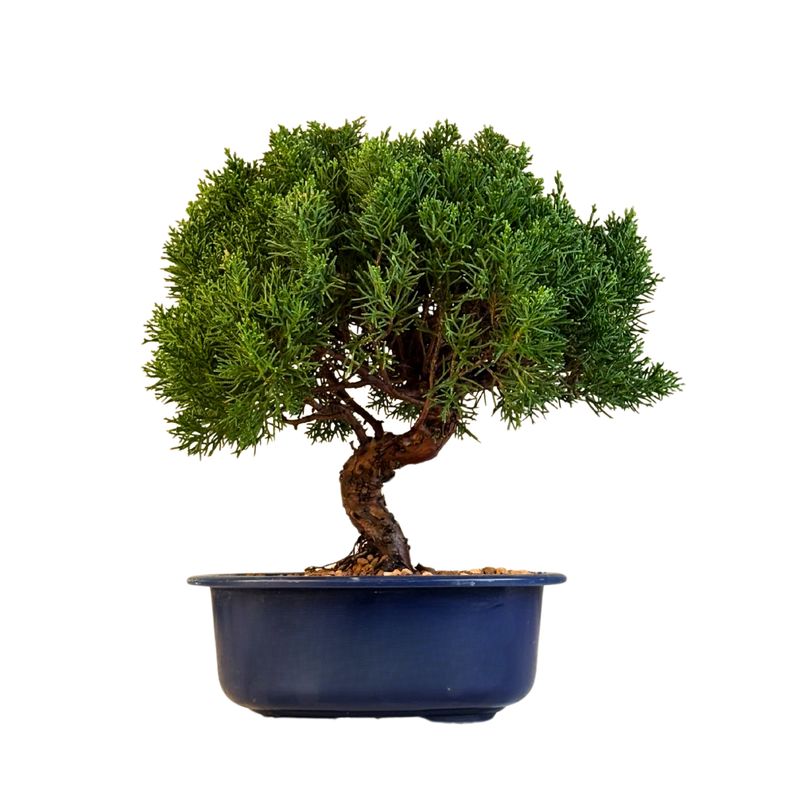 Juniperus Chinese Itoigawa (Kadagys) P21