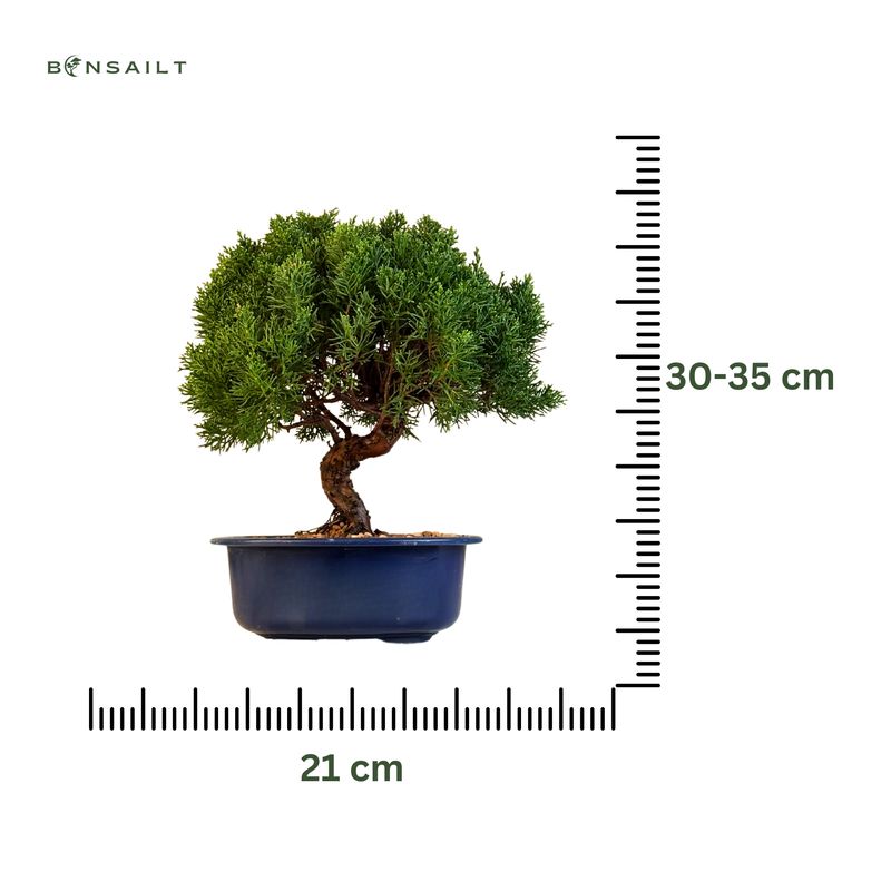 Juniperus Chinese Itoigawa (Kadagys) P21
