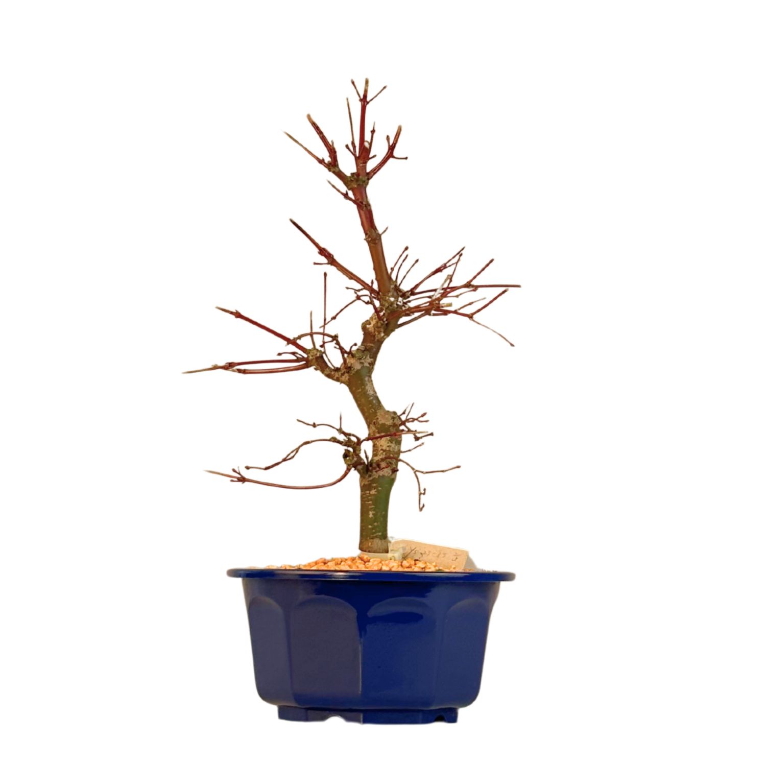 Japoniškas Acer Deshojo Bonsas P15 (Japoniškas klevukas) neskiepytas