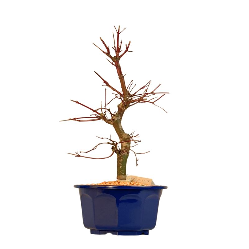 Japoniškas Acer Deshojo Bonsas P15 (Japoniškas klevukas) neskiepytas