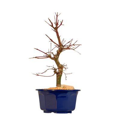 Japoniškas Acer Deshojo Bonsas P15 (Japoniškas klevukas) neskiepytas