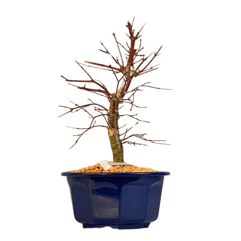 Japoniškas Acer Deshojo Bonsas P15 (Japoniškas klevukas) neskiepytas