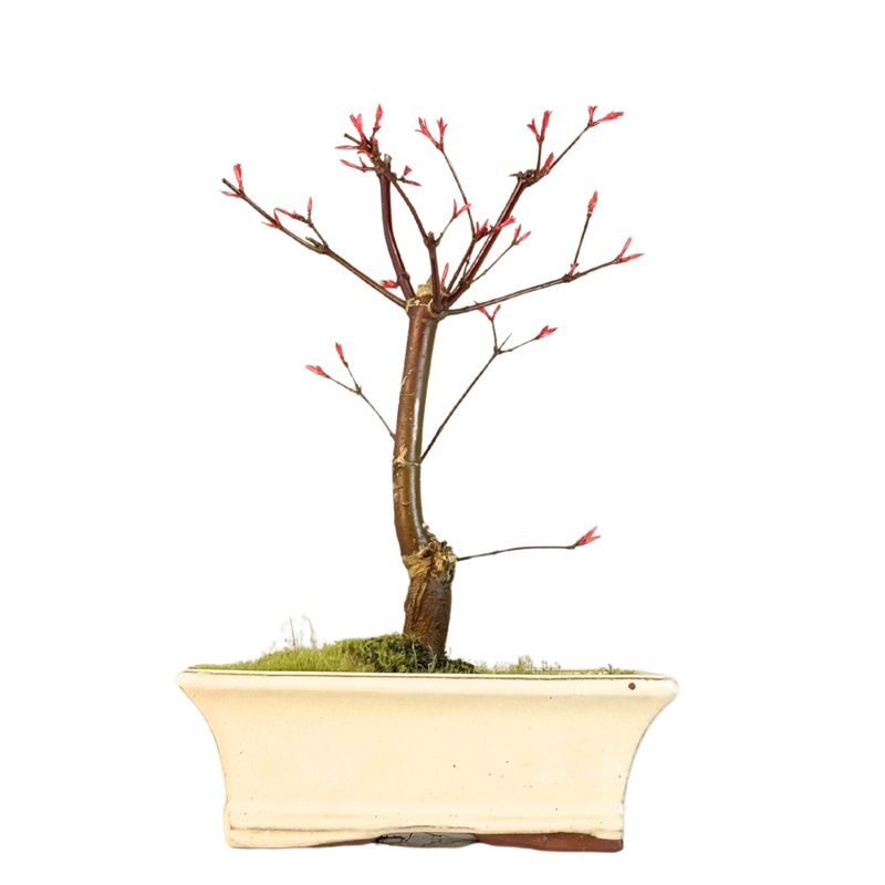Acer Palmatum Deshojo bonsai klevas P20
