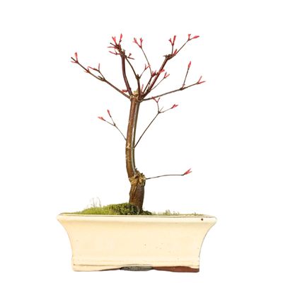 Acer Palmatum Deshojo bonsai klevas P20