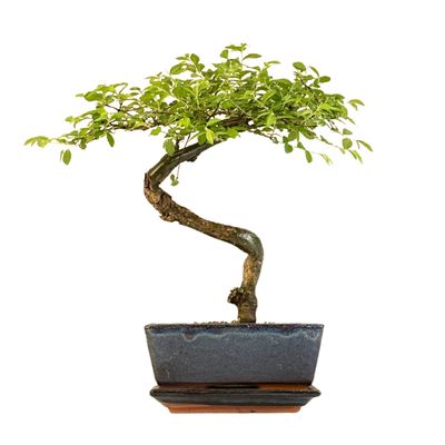 Chinese elm Bonsai - Kiniška guoba P15