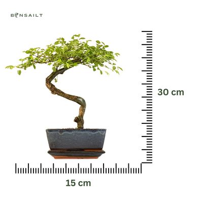 Chinese elm Bonsai - Kiniška guoba P15