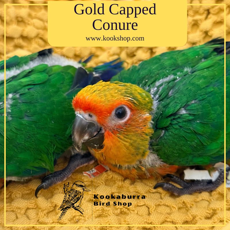 Gold Capped Conure