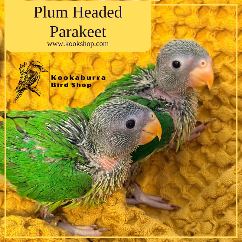 Plum Headed Parakeet