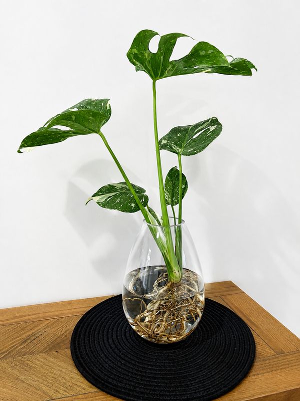 Monstera Thai Constellation in Tear Drop Vase