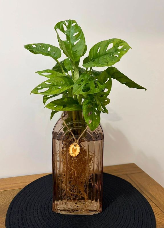Monkey Mask in Tall Rust Vase