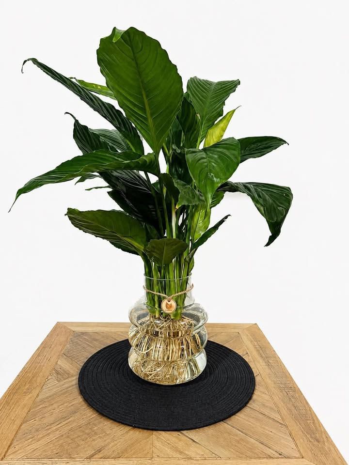 Large Peace Lily in signature Ring Vase Large Peace Lily in signature Ring Vase